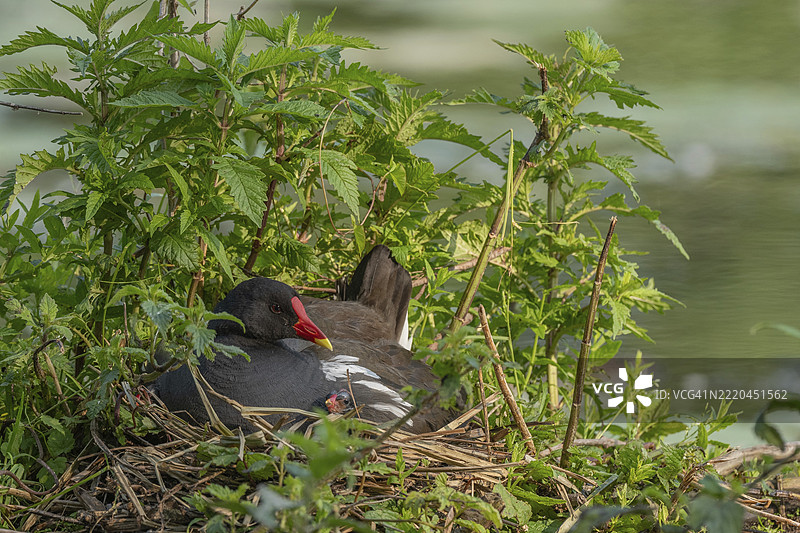 一只水鸡（Gallinula chloropus）在巢中孵化它几天大的小鸟。法国大东部地区阿尔萨斯的巴斯河。图片素材