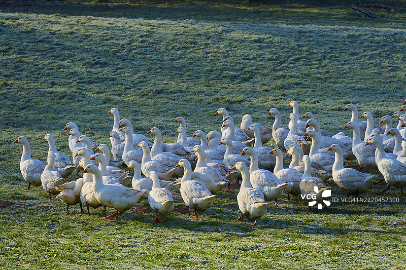 一群鹅在黎明时分穿越露水湿润的草地，地点：德国巴伐利亚州阿莫尔巴赫的基希策尔，欧登瓦尔德。图片素材