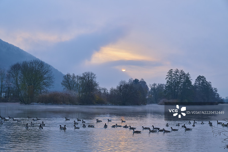 在德国巴伐利亚的斯佩萨特和奥登瓦尔德，劳登巴赫的河流上，晨曦中加拿大鹅（Branta canadensis）在雾气弥漫的树木间游泳。图片素材