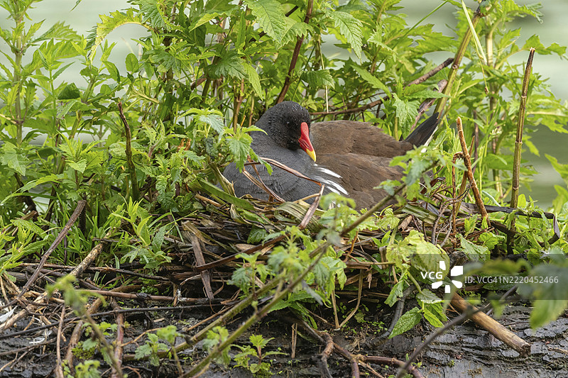 一只水鸡（Gallinula chloropus）在巢中孵化几天大的雏鸟。法国大东部地区阿尔萨斯的巴斯河。图片素材