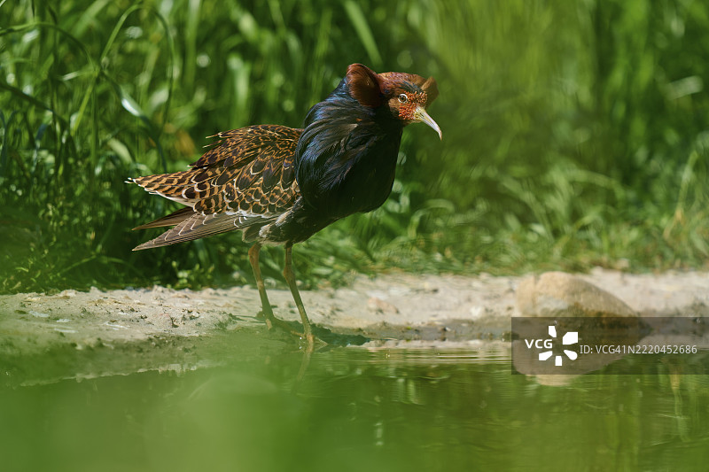 黑色羽毛的斗鸡（Philomachus pugnax）俯身于平静的水面，法国，欧洲图片素材