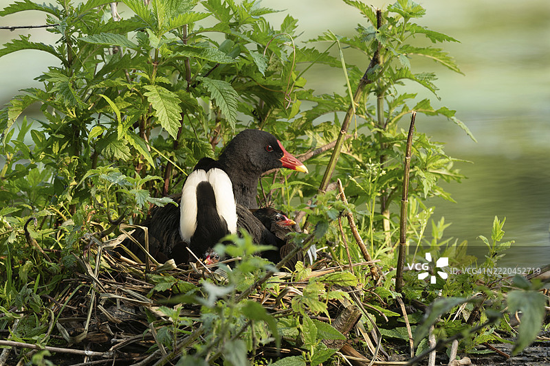 一只水鸡(Gallinula chloropus)在巢中孵化它几天大的小鸟。法国大东部地区阿尔萨斯的巴斯河。图片素材