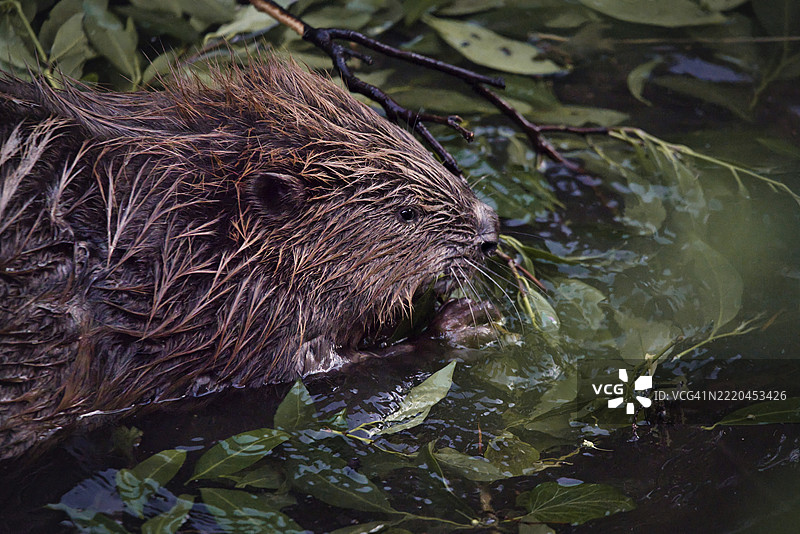 在德国莱茵兰-普法尔茨州巴德克赖茨纳赫的溪流中觅食的海狸（海狸科）图片素材