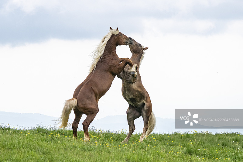 两匹战斗的马站立在后腿上，奥地利圣凯瑟琳，欧洲图片素材