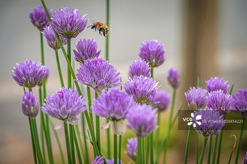 紫色开花的韭菜（Allium schoenoprasum）特写，周围有绿色茎秆和在柔和光线下飞翔的蜜蜂（Bombus），地点：德国图林根州耶拿。图片素材