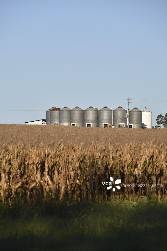 澳大利亚昆士兰州南伯内特的农村风景，粮仓和即将收获的玉米作物。图片素材