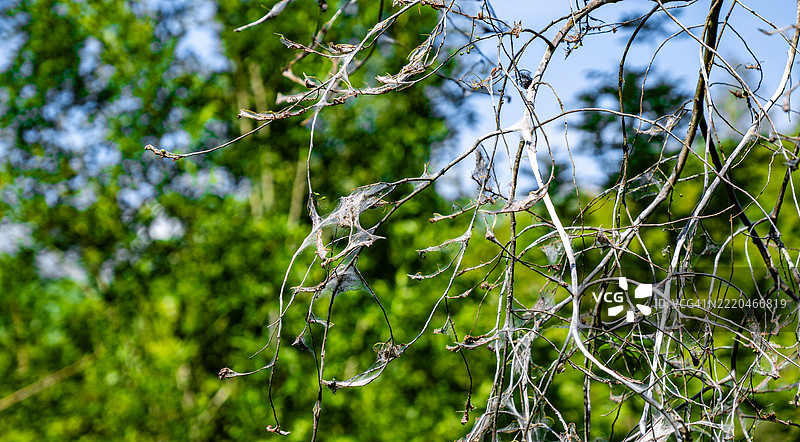 一张覆盖在树上的网，幼虫将变成美丽的蝴蝶（蛾），树木通常不会受到伤害。图片素材