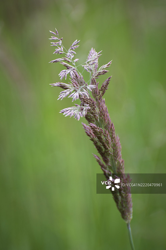 太平洋西北地区春季牧草开花结果。图片素材
