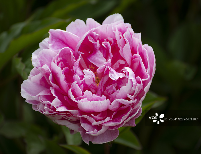 粉色牡丹花。牡丹是温带地区受欢迎的园艺植物。图片素材