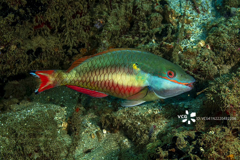 红带鹦嘴鱼图片素材