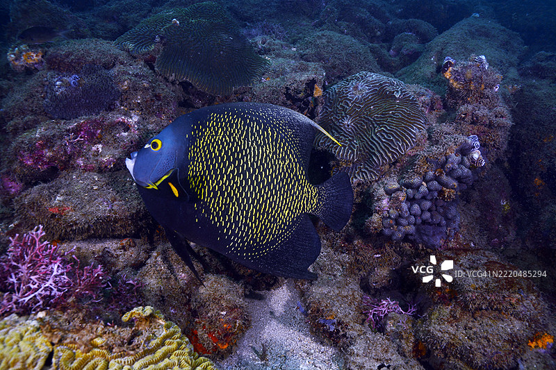 法式天使鱼。图片素材