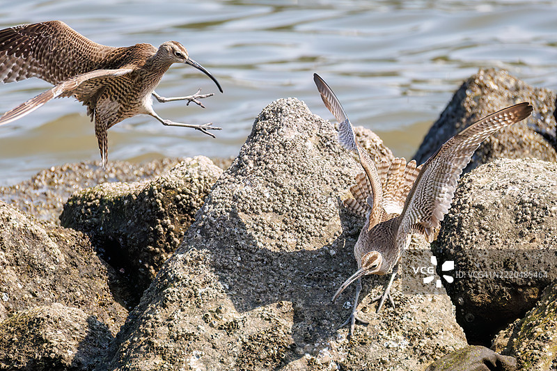 斑头雁，学名：Numenius phaeopus。它们正在与同类争斗，拍打着翅膀飞出去。图片素材