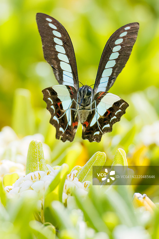 一只美丽的蓝斑凤蝶（Graphium sarpedon，凤蝶科）在花丛中翩翩起舞。图片素材
