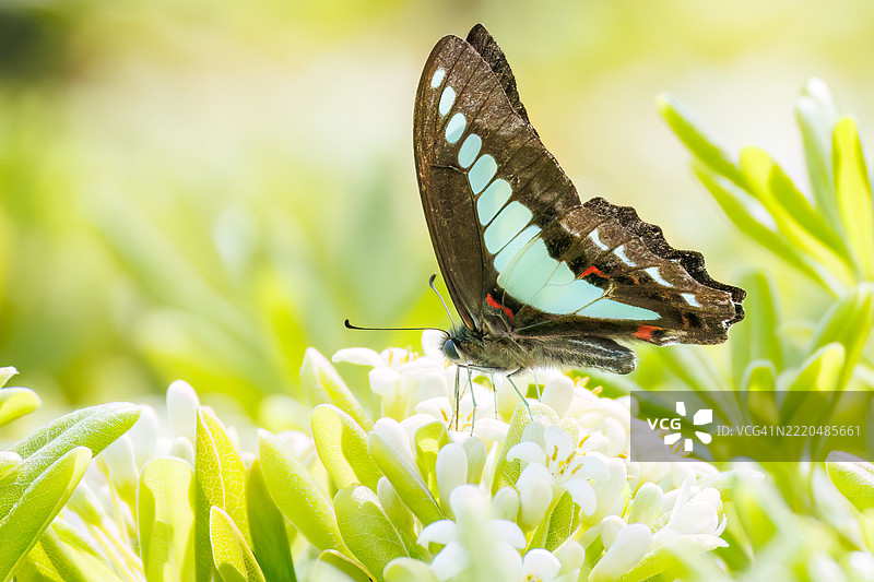 一只美丽的蓝斑凤蝶（Graphium sarpedon，凤蝶科）在花丛中翩翩起舞。图片素材