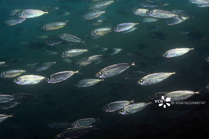 鲭鱼群。图片素材