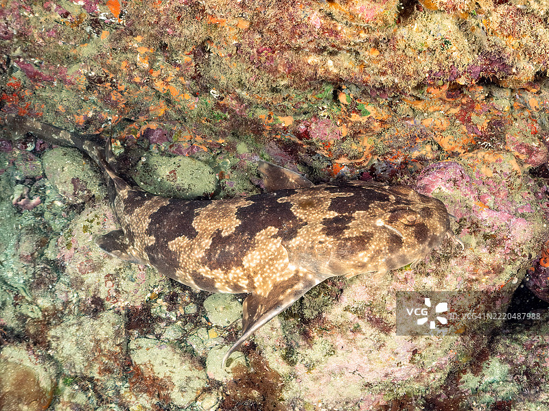 日本扁鲨，Orectolobus japonicus，鲨鱼，位于海洞中。它们通常生活在较深的水域，但在初夏时会来到浅海洞中产仔。图片素材