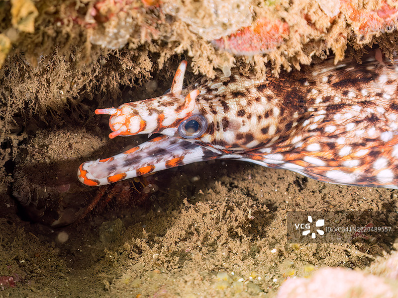 一条大型美丽的龙鳗（Enchelycore pardalis）在海洞中。图片素材