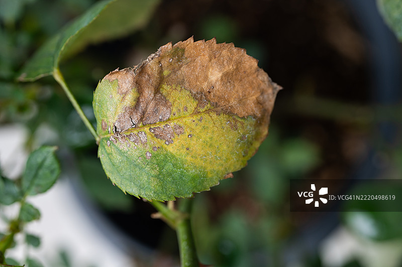 玫瑰叶子因日晒而受损。植物日晒（也称为叶子日灼或焦枯）发生在植物突然暴露于明亮的光照区域时。图片素材