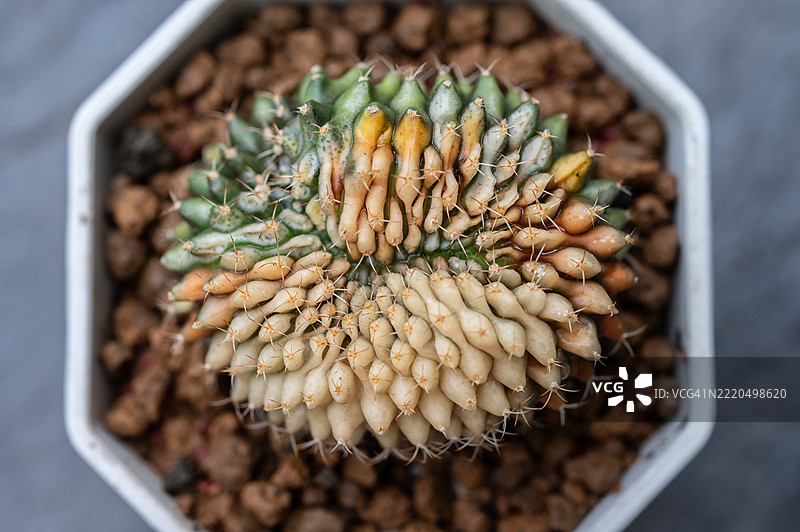 高角度视图的Gymnocalycium Cristata仙人掌，出现了日晒损伤。仙人掌因暴露在过多阳光下而晒伤，这使它们容易受到火灾的威胁。图片素材