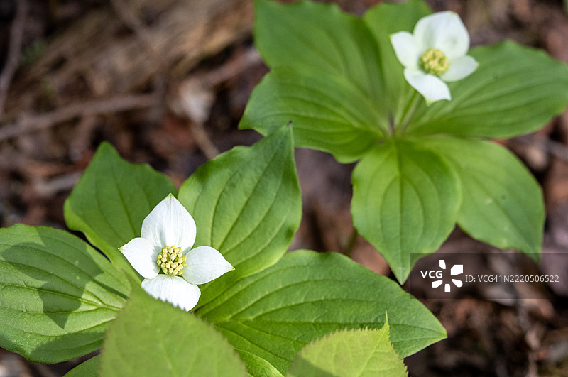 一束莓花图片素材