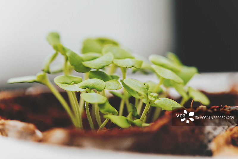 一株小植物幼苗从育苗盘中冒出。图片素材