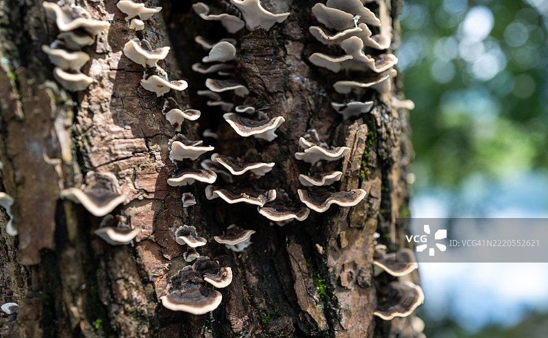 树干上长满白色蘑菇图片素材