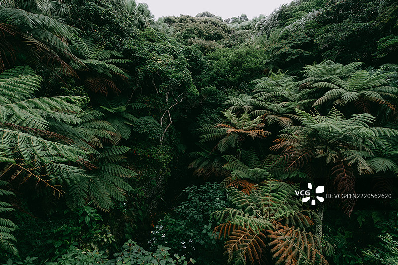 东京八丈岛的雨林与树蕨图片素材
