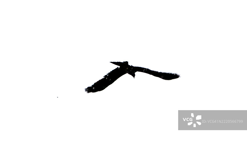 白色天空中飞翔的鸟的剪影图片素材