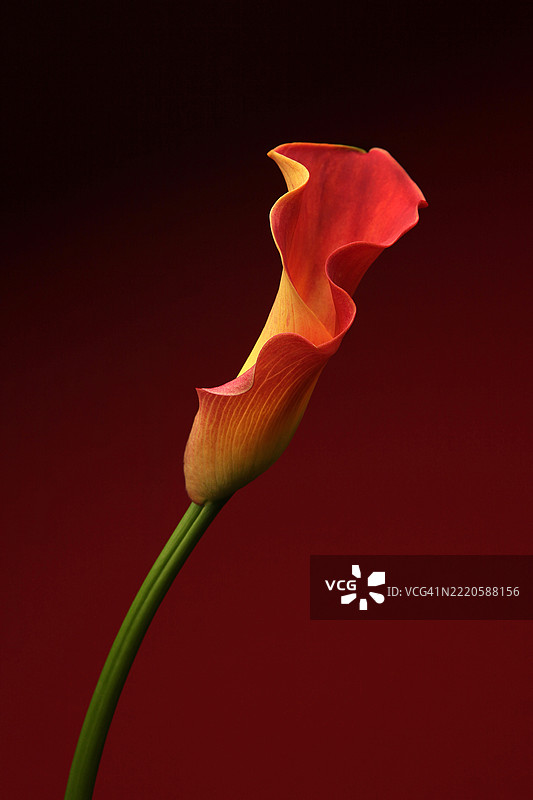 马蹄莲花图片素材