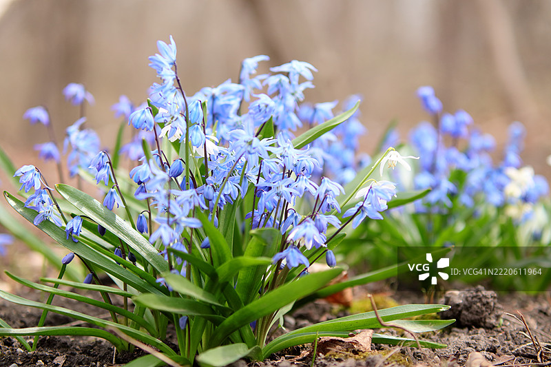 春天的蓝铃花图片素材