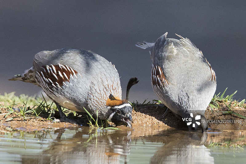 一对甘贝尔鹌鹑在饮水图片素材