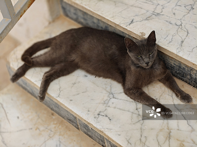 高角度视图的猫坐在地板上图片素材