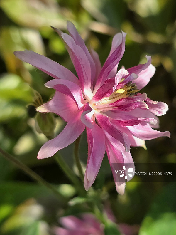 2025年5月在温哥华耶鲁镇大卫·拉姆公园的金鱼草特写图片素材