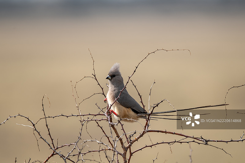 苍白鸣鹰栖息在树枝上的特写镜头图片素材