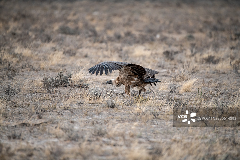 侧面视角的鹰在田野上空飞翔图片素材