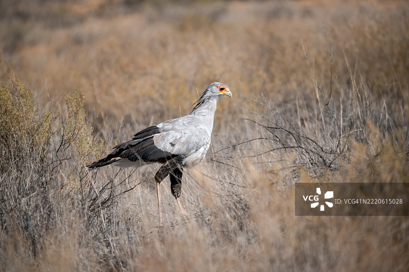 野外栖息的松鸡特写镜头图片素材