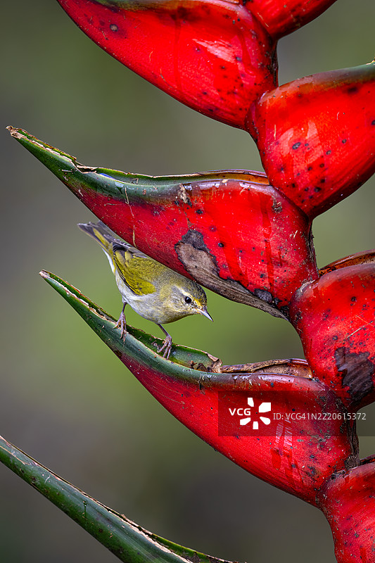 田纳西鹟，Leiothlypis peregrina 在火焰花上图片素材