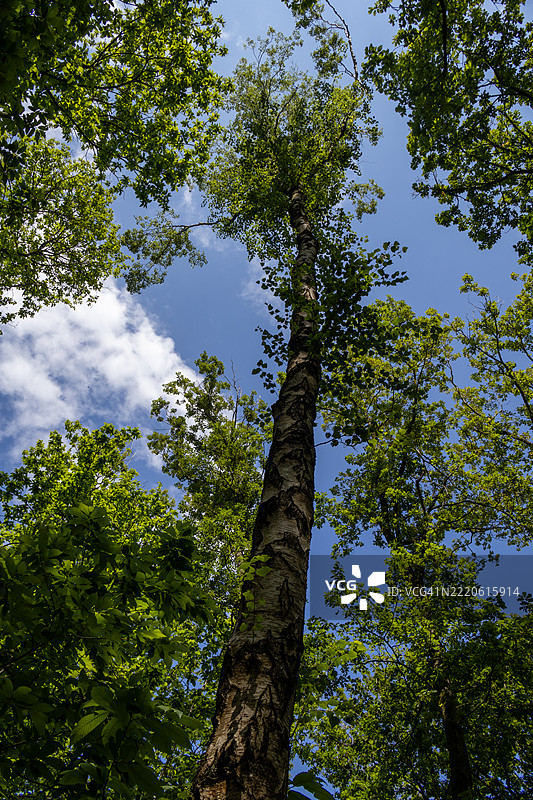低角度视图的树木与天空相对照图片素材