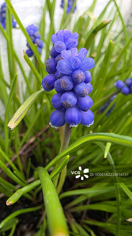 挪威维斯特兰的紫色花朵特写图片素材