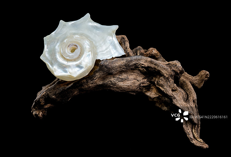 黑色背景下的海螺特写，乌克兰敖德萨，敖德萨州图片素材