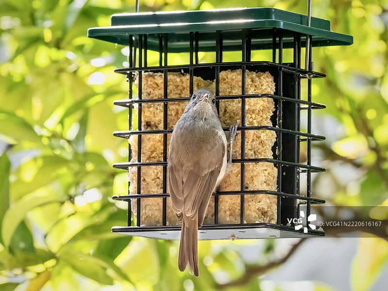 山雀栖息在喂鸟器上的特写，位于加利福尼亚州山景城，美国图片素材
