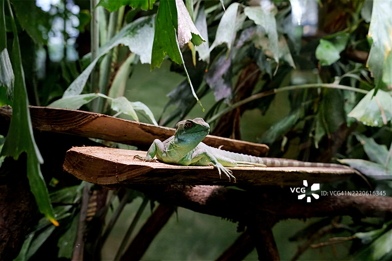树枝上的安诺尔蜥蜴特写镜头图片素材