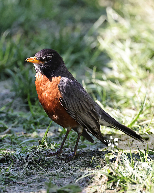 美国红胸鸲在田野上栖息的特写，内布拉斯加州，布莱尔， 美国图片素材