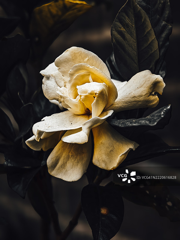 对我来说，书籍就像是蜜蜂的花朵。——卡洛斯·富恩特斯图片素材