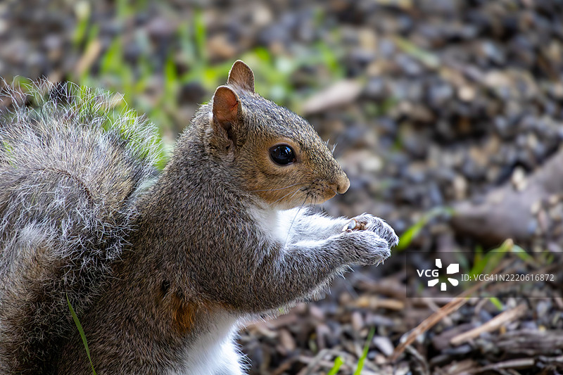 灰色美洲红松鼠特写，达勒姆，北卡罗来纳州，美国图片素材