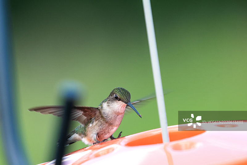 蜂鸟近距离进食，威斯康星州沃朋，美国图片素材