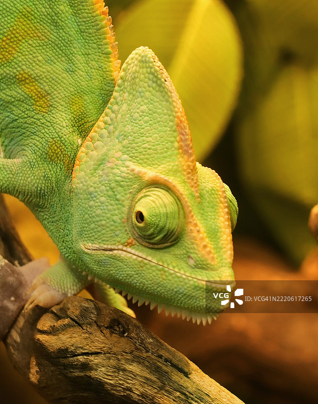 树上的变色龙特写图片素材