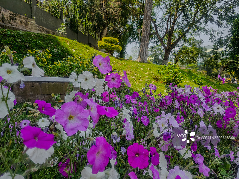 印度梅加拉亚邦希隆公园内粉色开花植物的特写图片素材