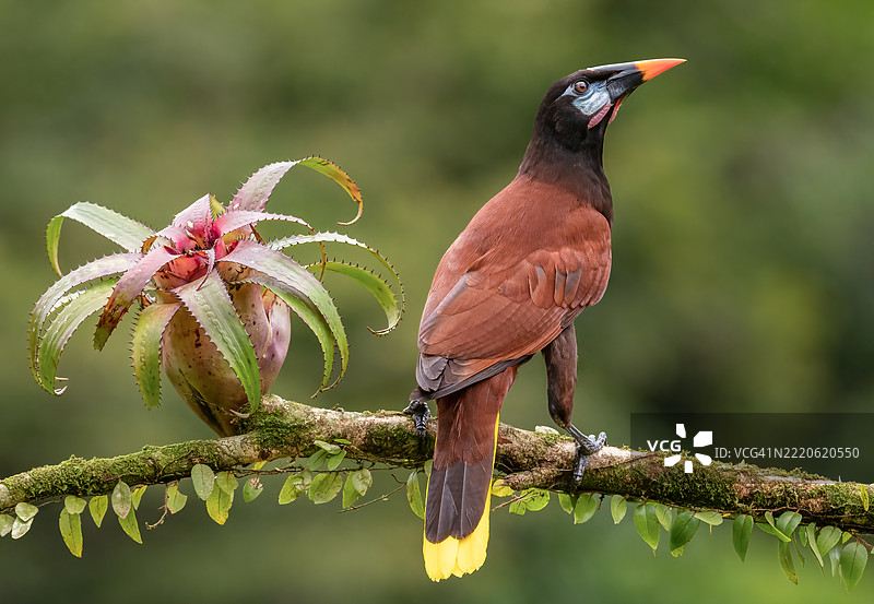 蒙特祖马吊钟鸟与巨大的凤梨花。图片素材