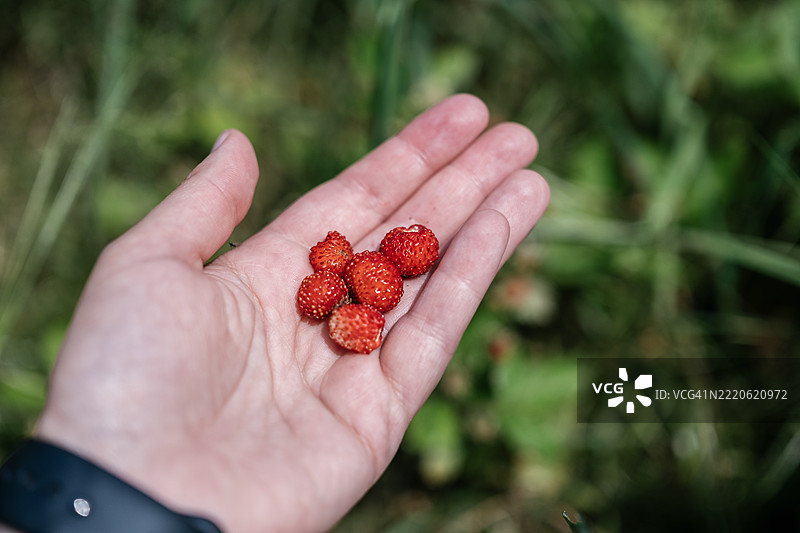 手握新鲜的野生草莓，来自夏季收获季节的花园。图片素材